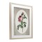 Stupell Industries Vintage Rose within Oval Framed Print Under Glass, design by Lettered and Lined